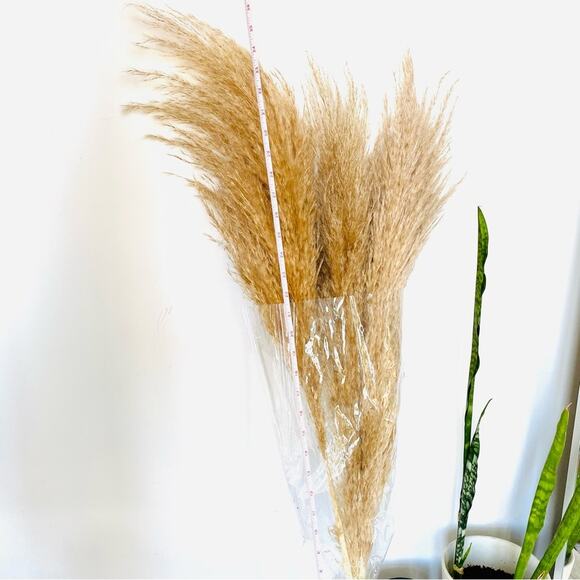 NEW TARGET Tan Cream Beige Dried Preserved Pampas Grass Floral Accent Decor - Picture 4 of 4